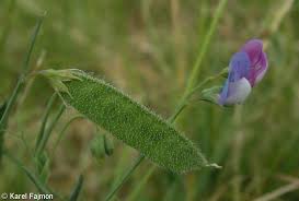 Image result for Lathyrus hirsutus