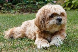 They are something of a rare breed. Be Apso Dog Breed Info Pictures Care Temperament Traits Pet Keen
