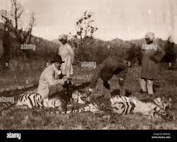 c. 1900s India - big game hunting - man ...