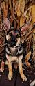 Oshields Shepherds | german shepherd puppies | East Tennessee, TN, USA