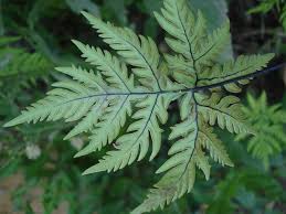 Image result for Doryopteris concolor