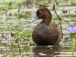 Image result for Erythrococca polyandra