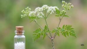 Image result for Conium