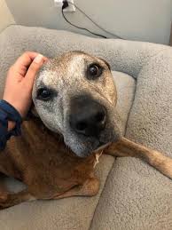 Adopt a rescue dog through petcurious. Susie S Senior Dogs Edit Adopted San Diego Ca 9 Year Old Maurice Is Great With Other Dogs Ignores Cats And Is Gentle With Humans He S Handsome He S A Great Walker And