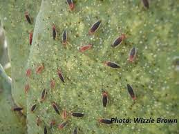This video is an introduction to the largest of five major sonoran desert columnar cacti. Succulent Pests Central Texas Gardener