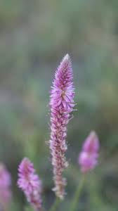 Image result for Hermbstaedtia fleckii