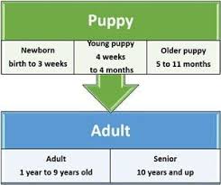 That old kenmore weighed 2x what this new one weighs. Shih Tzu Age Stages And Information