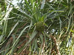 Image result for Pandanus sp. A