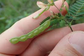 Image result for Aeschynomene indica