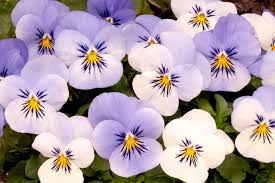 Check spelling or type a new query. Flower Plants Garden Outdoor Indoor Plants Suttons