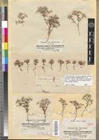 Image result for Polycarpaea eriantha