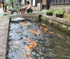 Membuat Kolam Dari Batu Bata Yang Anti Bocor Www Jualikankoi Co Id