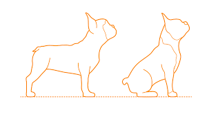 Get an instant, mathematical estimate of how big your puppy will get. French Bulldog Dimensions Drawings Dimensions Com