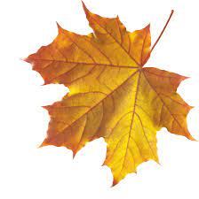 Pin By C A D On Leaf Autumn Leaves Art Fall Leaves Png Autumn Leaves