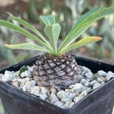 Image result for Euphorbia halipedicola