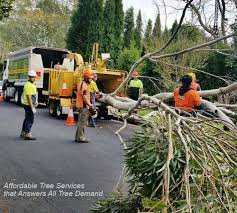 Affordable Tree Services Call 0414627627 Tree Service Tree Tree Felling