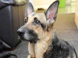 German shepherd dogs are fiercely loyal and protective guardians. German Shepherd Dog Dog Breed Hypoallergenic Health And Life Span Petmd
