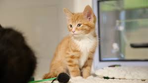 We accept animals from puppy mills, stray cats and dogs, animal abuse victims, and overflow from shelters, etc. Adopt A Cat Find A Cat To Adopt Cats Protection