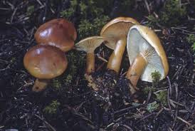 Image result for Brownleea maculata