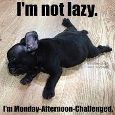 I M Not Lazy I M Monday Afternoon Challenged Bulldog Puppies French Bulldog Puppies Bulldog