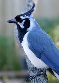 Bird watcher olivia light blue on head and wings with white belly and long black streak over eye. Black Throated Magpie Jay Wikipedia