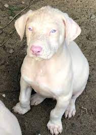 Doberman White Puppies 600 Stockton Garden Items For Sale Stockton Ca Shoppok