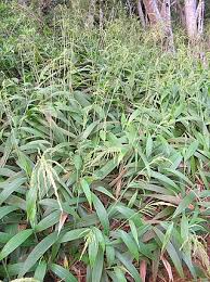 Image result for Setaria pseudaristata