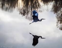 Then i opened the window to hear them and i thought i was in a time warp. Great Blue Heron In Flight On Behance