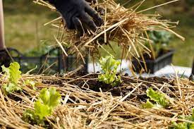 How to put your garden to bed. 11 Ways To Put Your Garden To Bed In Winter