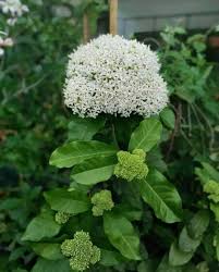Image result for Ixora fastigiata