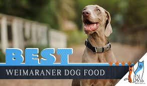6 Best Weimaraner Dog Foods Plus Top Brands For Puppies And
