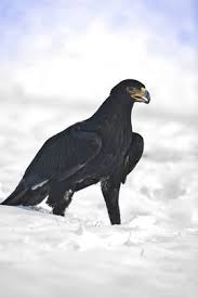 Big Bird With Large Beak Black Eagle In Snow Raptors Bird Raptor Bird Of Prey Bald Eagle