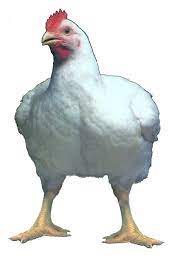 As you may have deduced from the name, these chickens are however, we do know that both white rocks and cornish chickens have a significant role in the. Murray Mcmurray Hatchery Jumbo Cornish X Rock