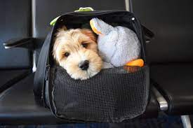 We understand that your pet is an important member of the family and, just like people, pets need to. Flying To Get Your New Puppy Dailybarker