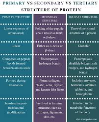 Difference Between Primary Secondary And Tertiary Structure Of Protein Comparison Summary Study Biology Biochemistry Notes Chemistry Lessons