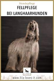 fellpflege bei langhaarhunden lila loves it hunde hundepflege gesunde hunde