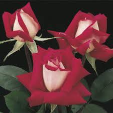 White house flowers lexington sc. Best Roses For Lexington Sc