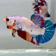 Permintaan pasar yang tinggi juga akan membuat. Koleksi Cupang Dragon Betta Posts Facebook