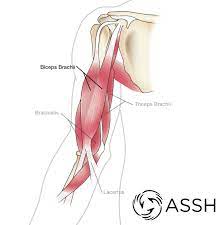 It may be tendinous above and muscular below; Body Anatomy Upper Extremity Tendons The Hand Society