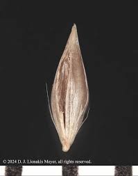 Image result for Holcus