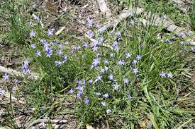 Image result for Wahlenbergia capitata