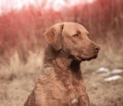 Vip puppies works with responsible dog breeders across the usa. Best Chesapeake Bay Retriever Breeders In The Usa 2021 We Love Doodles