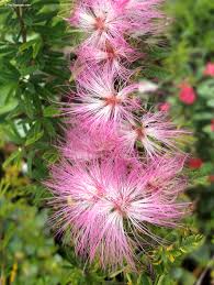 Image result for Calliandra