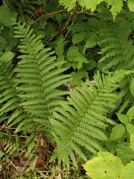 Image result for Dryopteridaceae