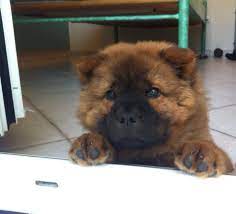 Pin By Shea On Fluffy Dogs Dog Breeding Business Facebook Dog Pomeranian Puppy