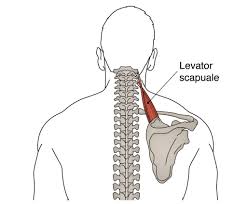 Sakit kepala arthritis disebabkan oleh keradangan dan bengkak pada kawasan leher atau tengkuk dan menyebabkan sakit di bahagian belakang kepala dan leher. Penyebab Leher Sakit Dan Kaku Cara Pencegahannya Bagaimana