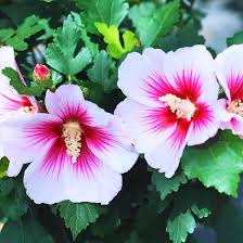 Image result for Hibiscus syriacus ´Pink Chiffon