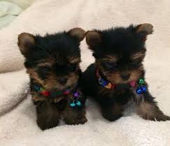 Where to find peekapoo puppies for sale the peekapoo is a mixed breed that is made from a pekingese and a poodle. Female Peekapoo Puppies For Under 100 Louisiana For Sale United States 1