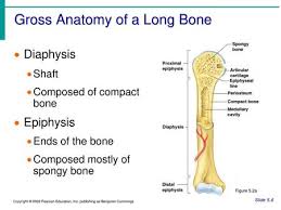 Label a long bone (humerus) diagram | quizlet. Structure Of Bone Gross Anatomy Of A Long Bone Microscopic Anatomy Ppt Video Online Download