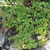 Image result for Malvaceae subfamily Grewioideae